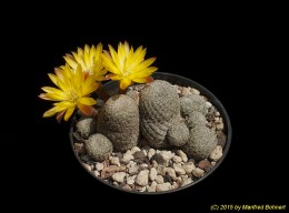 Sulcorebutia heliosoides 3303